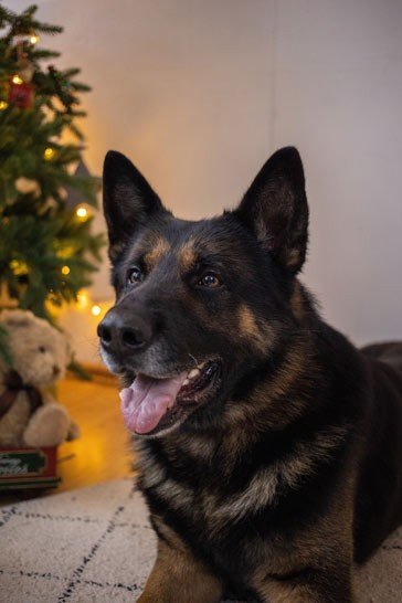 German Shepherd dog
